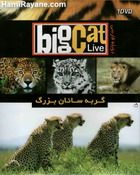 مستند گربه سانان بزرگ Big Cat Live